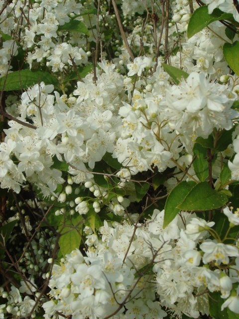 Deutzia x lemoinei fleur P7 P26
